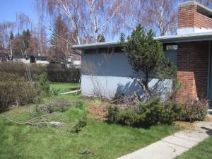 Removing bush from front of the house